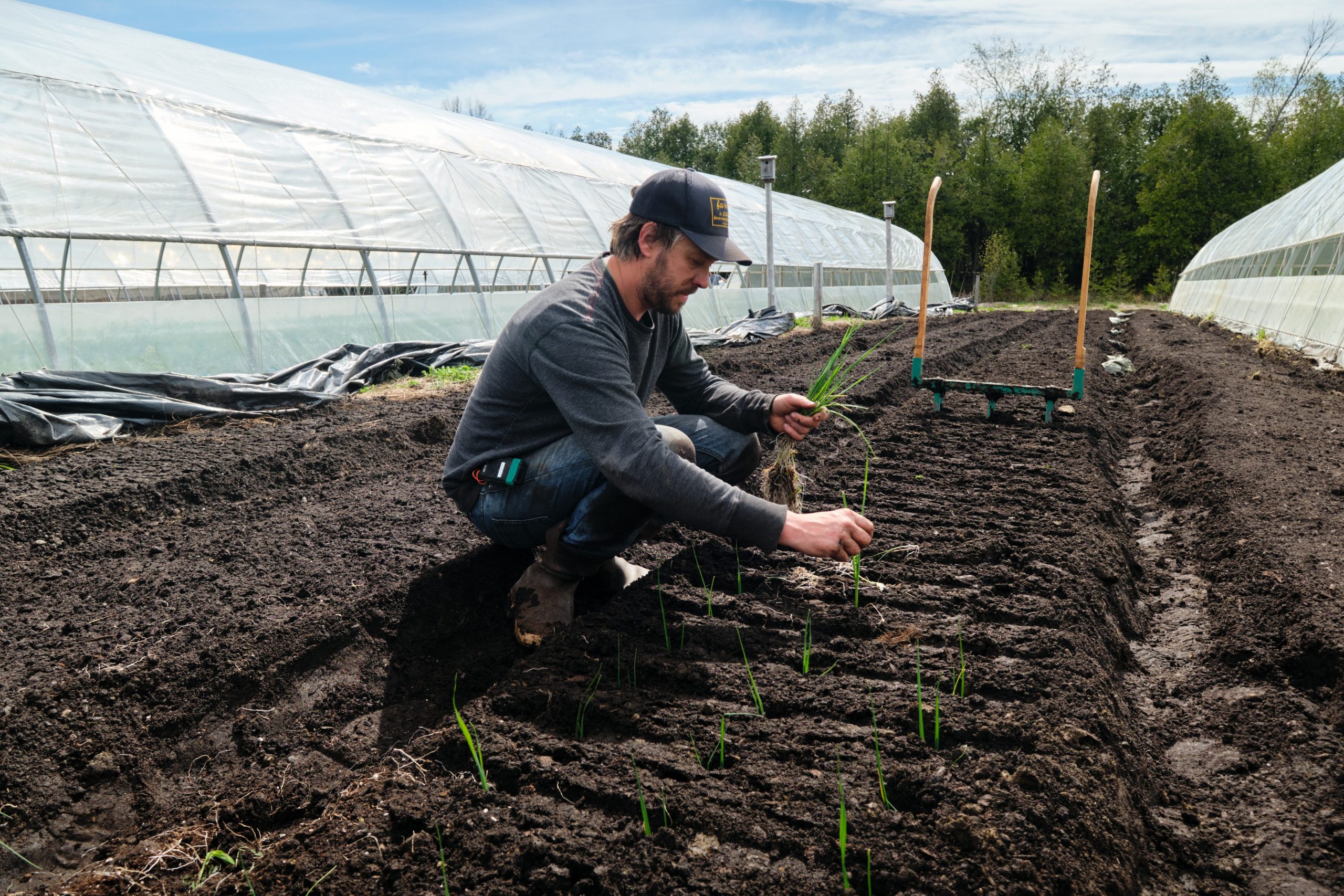 JM Fortier transplanting leeks