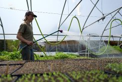 nursery - flower farm