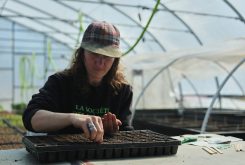 seedlings - the flower farm