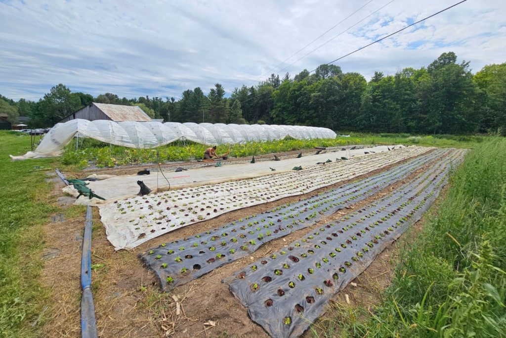 Weed barrier is a essential farm equiment