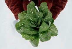 Winter Bok choy