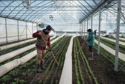 Winter Growing Practices